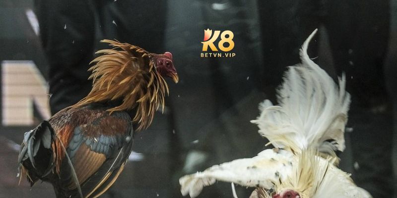 Đá gà K8 - Sân chơi đá gà đẳng cấp cho các kê thủ 3 Cách tham gia chơi đá gà tại K8 chi tiết nhất