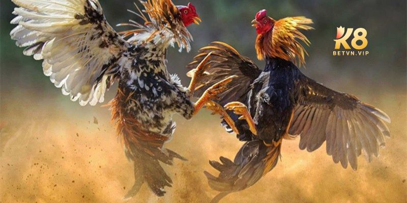 Đá gà K8 - Sân chơi đá gà đẳng cấp cho các kê thủ 1 Đá gà là một loại hình cá cược phổ biến tại nhà cái K8